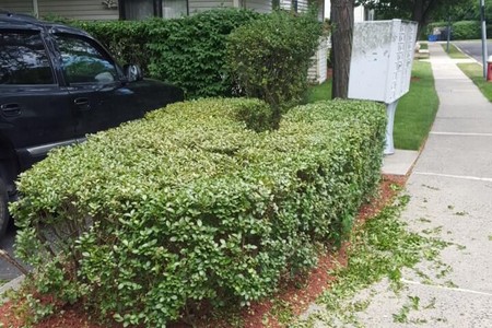 Beautiful shrubs proper trimming wayne nj