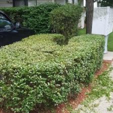 The Secret to Beautiful Shrubs: Proper Trimming and Maintenance in Wayne, NJ