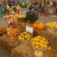 Seasonal planting 10