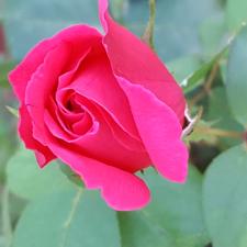 Seasonal planting 14