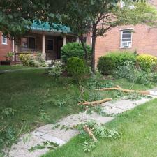 Shrub and ornamental trimming 6