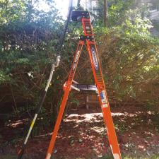 Shrub and ornamental trimming 7